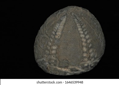 fossil-echinocorys-sea-urchin-260nw-1646539948.jpg