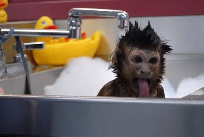 funny-monkey-pics-washing.jpg