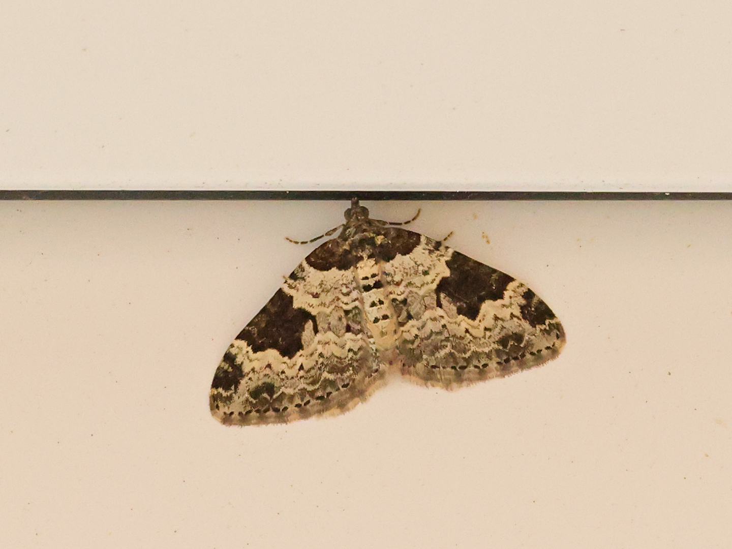 garden carpet moth C63A9192.jpg