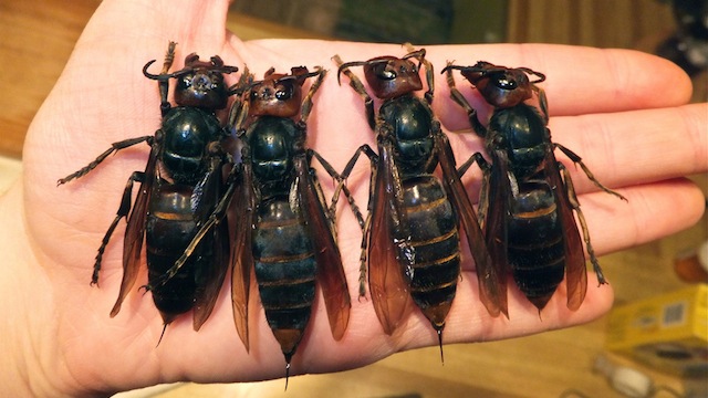 giant-hornets.jpg