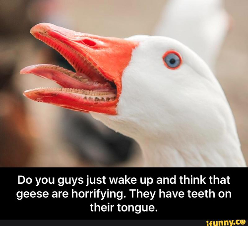 goose teeths.jpg