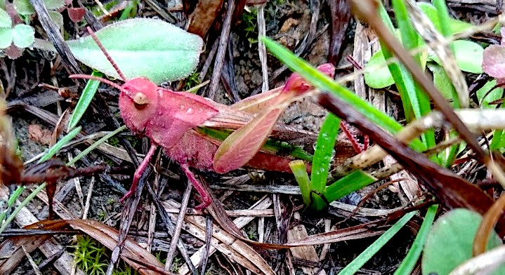 Grasshopper-3-cropped.jpg