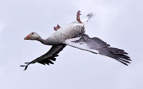 greylag-goose_1406534c.jpg