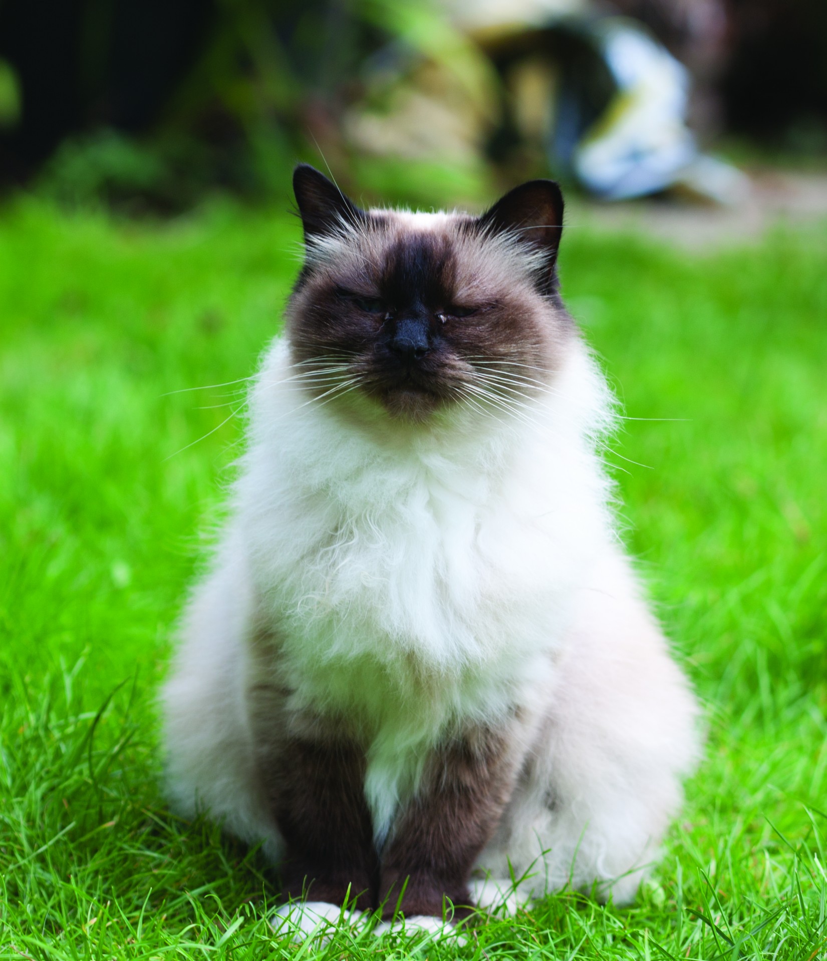 grumpy-cat (1).jpg