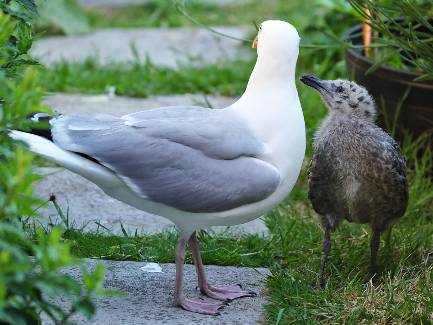 herring gull and chick C63A0813.jpg
