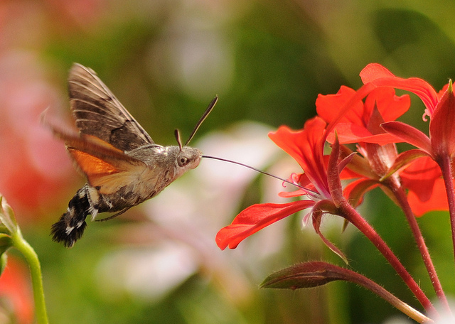 hummingbird hawk moth -6.jpg