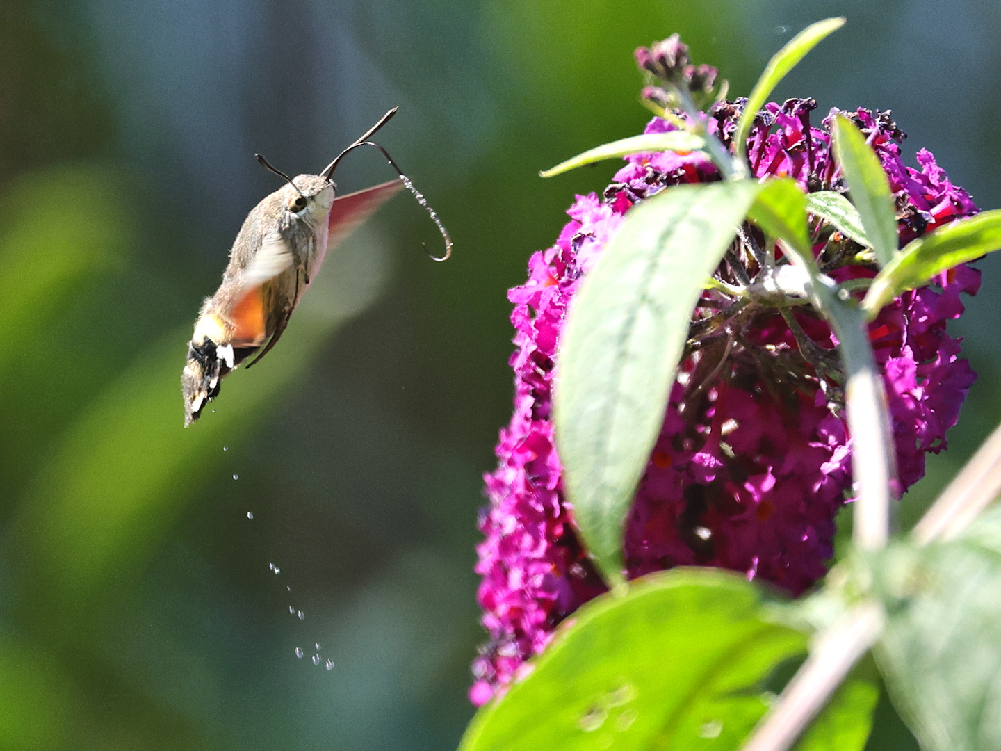 Hummingbird hawk-moth C63A4034.jpg