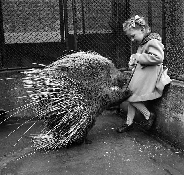 hungry porcupine 1953.jpg