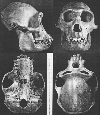 i-b4aebc11744d0cfaf2c6f50394474864-kooloo-kamba-type-skull-resized-Dec-2009.jpg
