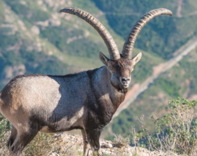 Ibex.png