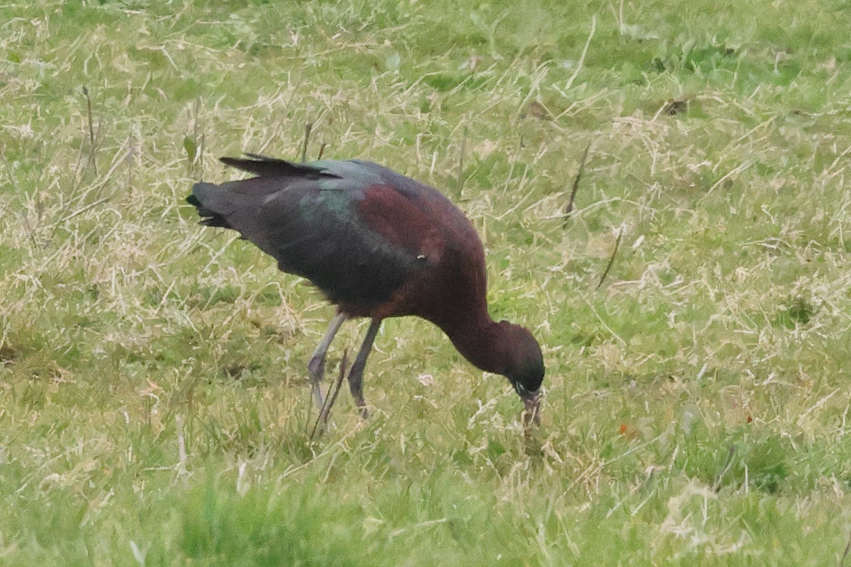ibis1.jpg