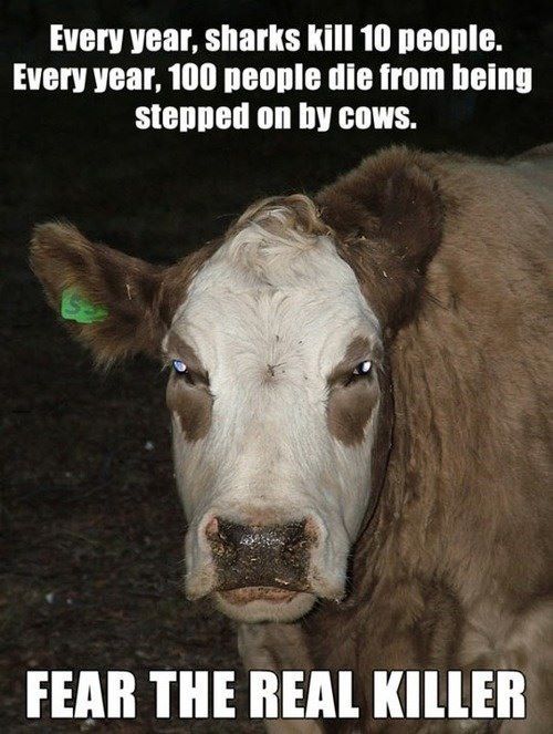killer cows.jpg