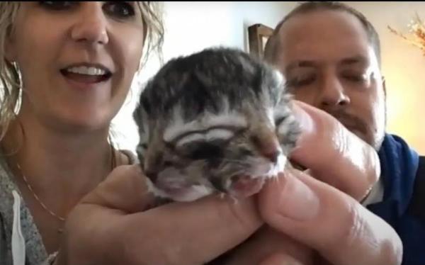 Kitten-with-two-faces-born-in-New-York-state-barn.jpg