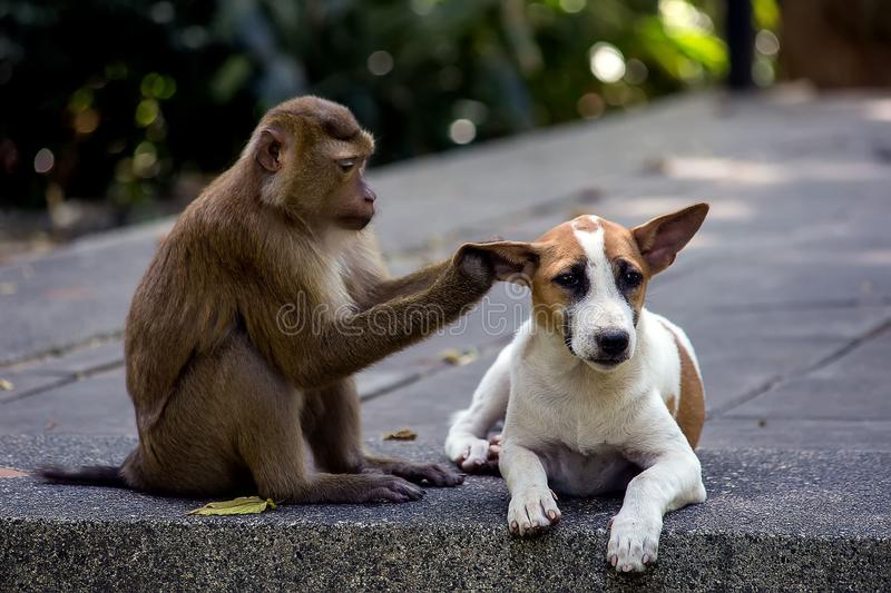 little-dog-monkey-little-dog-monkey-monkey-hill-thailand-102285576.jpg