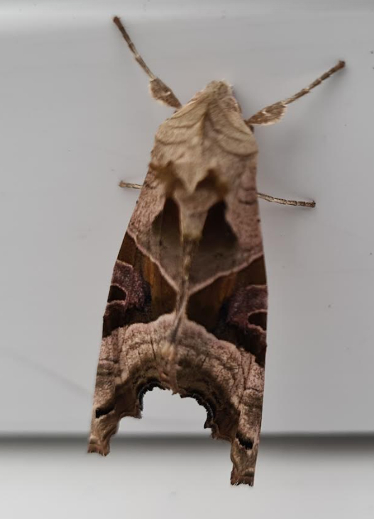 moth.png