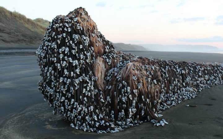 Muriwai-Beach-Object-NZ-2016.jpg
