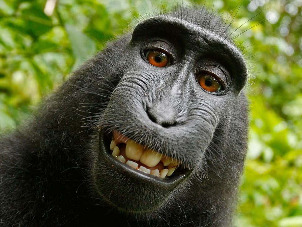 naturo-monkey-selfie.jpg