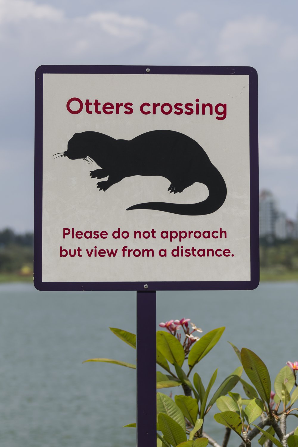otters.jpg