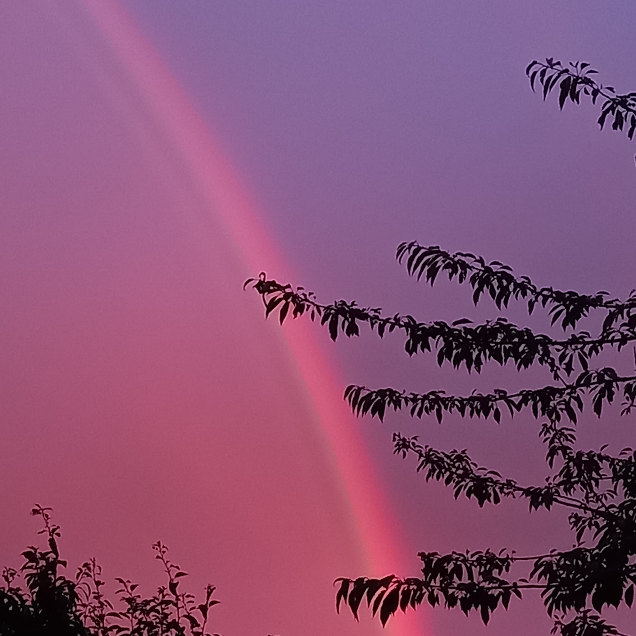 pinkbow.jpg