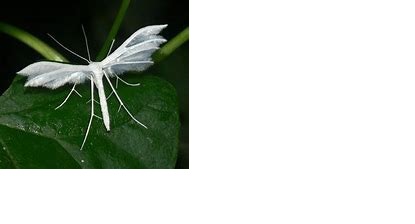 Plume Moth.jpg