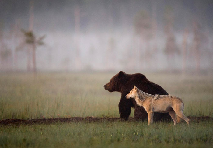 rare-animal-friendship-gray-wolf-brown-bear-lassi-rautiainen-finland-91.jpg