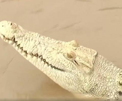 Rare-white-crocodile-caught-on-camera-in-Australia.jpg