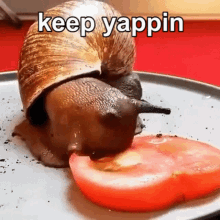 snail-eating-keep-yappin.gif