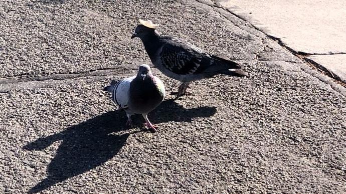 sombrero+pigeon.jpg