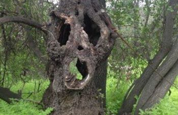 spooky_tree.jpg