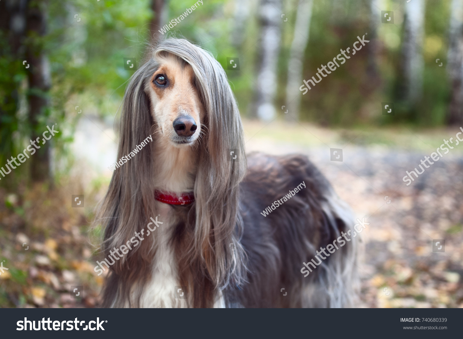 stock-photo-smart-dog-afghan-hound-with-ideal-data-stands-in-the-autumn-forest-and-looks-into-...jpg