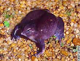 story.frog.purple.cnn.jpg