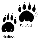 Thylacine-footprint.png