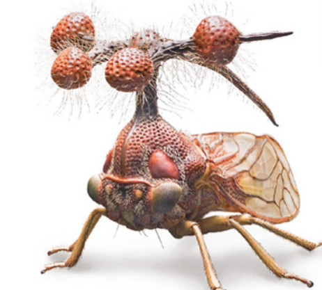 treehopper.png