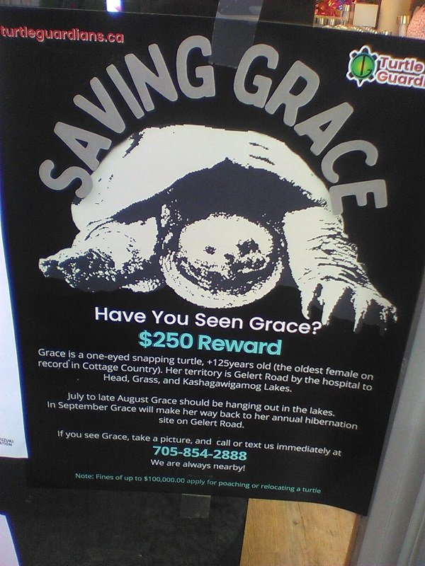 turtle grace missing poster.jpg
